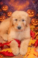 Sunny, a female Goldendoodle for sale in Colorado Springs, CO – 5 of 6