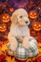 Scout, a male Goldendoodle for sale in Colorado Springs, CO – 3 of 5
