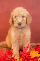 Oakley, a male Goldendoodle for sale in Colorado Springs, CO – 1 of 4