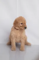 Marigold, a female Goldendoodle for sale in Colorado Springs, CO – 2 of 2