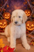 Oakley, a male Goldendoodle for sale in Colorado Springs, CO – 5 of 5