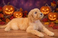 Poppy, a female Goldendoodle for sale in Colorado Springs, CO – 2 of 3