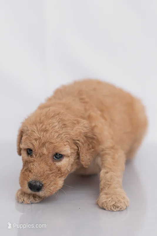 Oakley – Goldendoodle puppy for sale in Colorado Springs, CO
