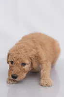Oakley, a male Goldendoodle for sale in Colorado Springs, CO – 1 of 3