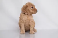 Oakley, a male Goldendoodle for sale in Colorado Springs, CO – 3 of 3