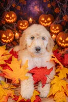 Honey, a female Goldendoodle for sale in Colorado Springs, CO – 3 of 5