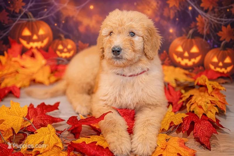 Sunny – Goldendoodle puppy for sale in Colorado Springs, CO