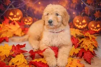 Sunny, a female Goldendoodle for sale in Colorado Springs, CO – 1 of 6