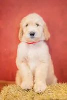 Boone, a male Goldendoodle for sale in Colorado Springs, CO – 3 of 6