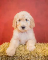 Boone, a male Goldendoodle for sale in Colorado Springs, CO – 4 of 6