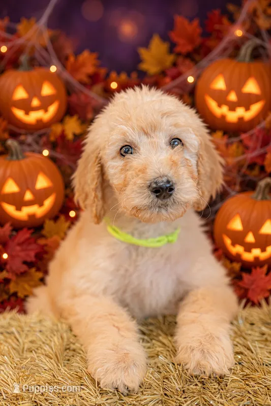 Bear – Goldendoodle puppy for sale in Colorado Springs, CO