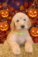 Bear, a male Goldendoodle for sale in Colorado Springs, CO – 1 of 6