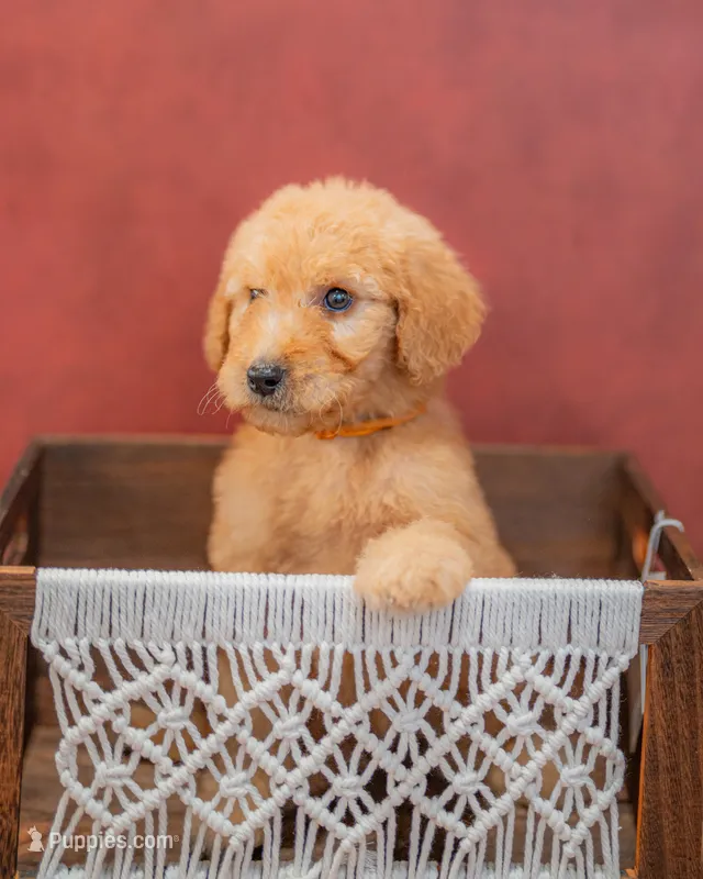 Pumpkin – Goldendoodle puppy on hold in Colorado Springs, CO