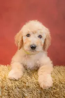 Cedar, a male Goldendoodle for sale in Colorado Springs, CO – 4 of 4