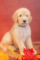 Rowan, a male Goldendoodle for sale in Colorado Springs, CO – 3 of 4