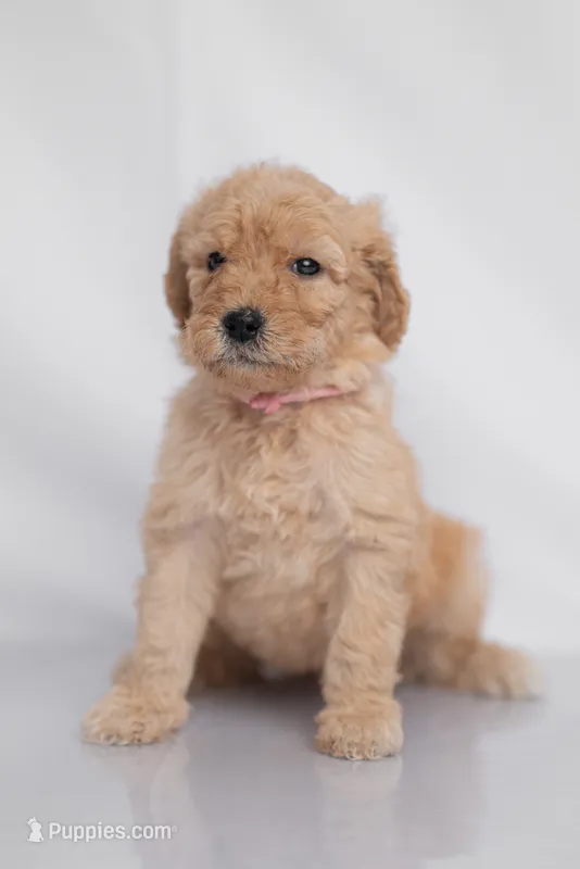 Ember – Goldendoodle puppy for sale in Colorado Springs, CO