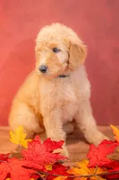 Oakley, a male Goldendoodle for sale in Colorado Springs, CO – 2 of 4