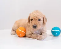 Timber, a male Goldendoodle for sale in Colorado Springs, CO – Photo 1 of 3