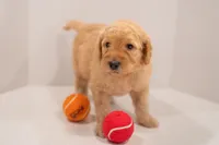 Sierra, a female Goldendoodle for sale in Colorado Springs, CO – Photo 3 of 3