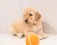 Aspen, a female Goldendoodle for sale in Colorado Springs, CO – Photo 4 of 4