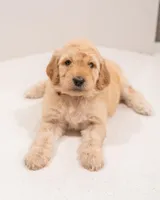 Aspen, a female Goldendoodle for sale in Colorado Springs, CO – Photo 1 of 4