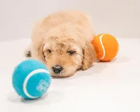 Aspen, a female Goldendoodle for sale in Colorado Springs, CO – Photo 3 of 4