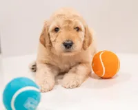 Aspen, a female Goldendoodle for sale in Colorado Springs, CO – Photo 2 of 4