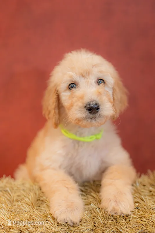 Cedar – Goldendoodle puppy for sale in Colorado Springs, CO