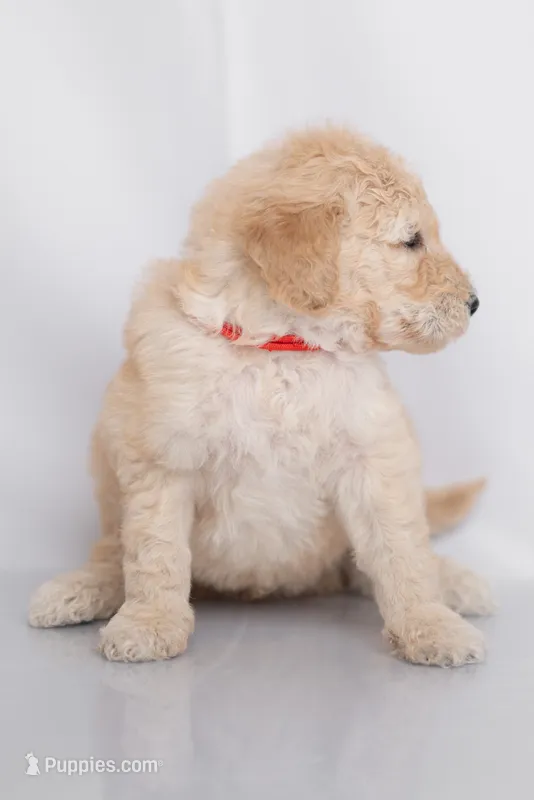 Boone – Goldendoodle puppy for sale in Colorado Springs, CO