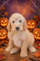 Bear, a male Goldendoodle for sale in Colorado Springs, CO – 5 of 6