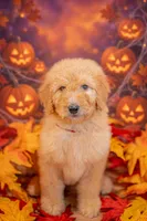 Sunny, a female Goldendoodle for sale in Colorado Springs, CO – 2 of 6