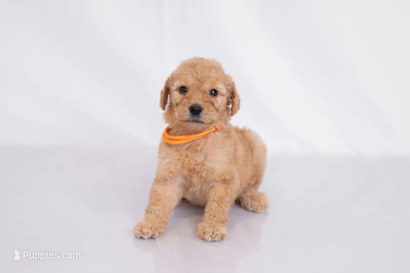 Pumpkin – Goldendoodle puppy for sale in Colorado Springs, CO