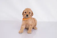 Pumpkin, a female Goldendoodle for sale in Colorado Springs, CO – 1 of 2