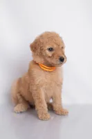 Pumpkin, a female Goldendoodle for sale in Colorado Springs, CO – 2 of 2