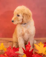 Oakley, a male Goldendoodle for sale in Colorado Springs, CO – 4 of 4