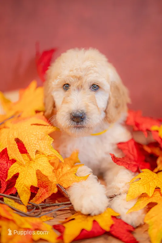 Maple – Goldendoodle puppy for sale in Colorado Springs, CO
