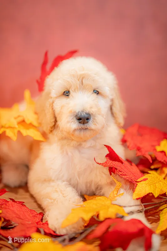Copper – Goldendoodle puppy for sale in Colorado Springs, CO