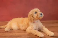 Ember, a female Goldendoodle for sale in Colorado Springs, CO – 3 of 3