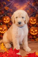 Oakley, a male Goldendoodle for sale in Colorado Springs, CO – 4 of 5