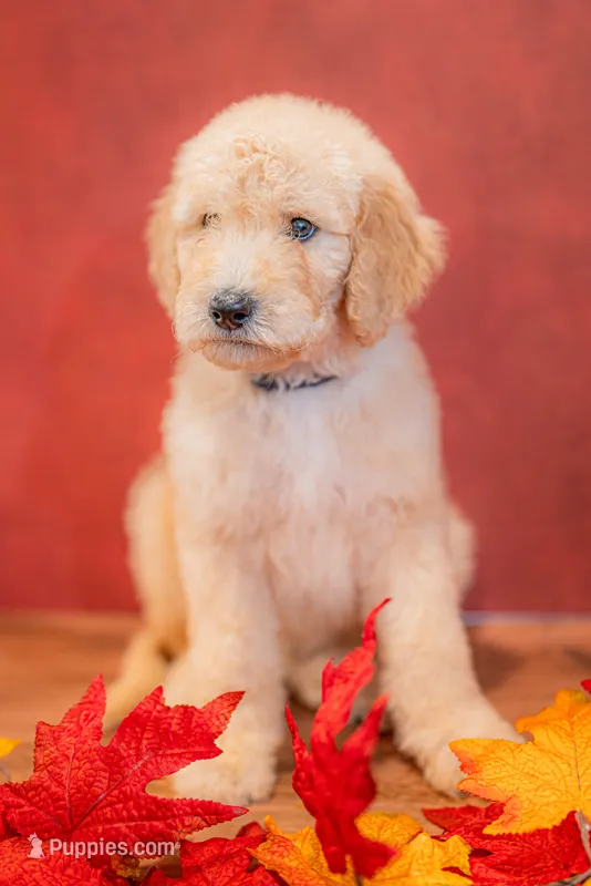 Rowan – Goldendoodle puppy for sale in Colorado Springs, CO