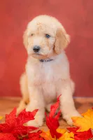 Rowan, a male Goldendoodle for sale in Colorado Springs, CO – 1 of 4