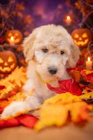 Honey, a female Goldendoodle for sale in Colorado Springs, CO – 2 of 5