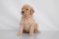 Ember, a female Goldendoodle for sale in Colorado Springs, CO – 2 of 2