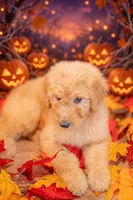 Sunny, a female Goldendoodle for sale in Colorado Springs, CO – 6 of 6
