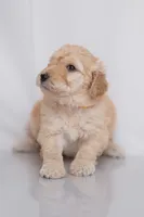 Maple, a female Goldendoodle for sale in Colorado Springs, CO – 2 of 3