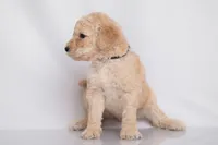Copper, a male Goldendoodle for sale in Colorado Springs, CO – 2 of 3