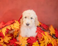Boone, a male Goldendoodle for sale in Colorado Springs, CO – 5 of 6