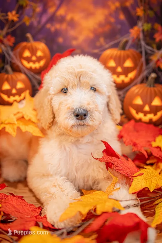 Scout – Goldendoodle puppy for sale in Colorado Springs, CO
