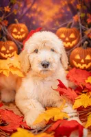 Scout, a male Goldendoodle for sale in Colorado Springs, CO – 1 of 5