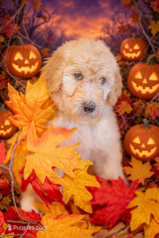 Honey – Goldendoodle puppy for sale in Colorado Springs, CO